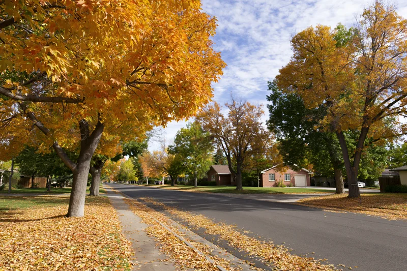 Quiet residential street lined with mature trees in autumn, leaves scattered on pavement and sidewalk