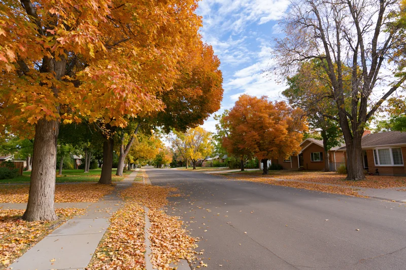 Quiet residential street lined with mature trees in autumn, leaves scattered on pavement and sidewalks, homes visible along the road