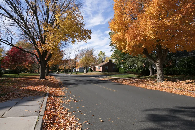 Quiet residential street lined with mature trees shedding autumn leaves under clear sky