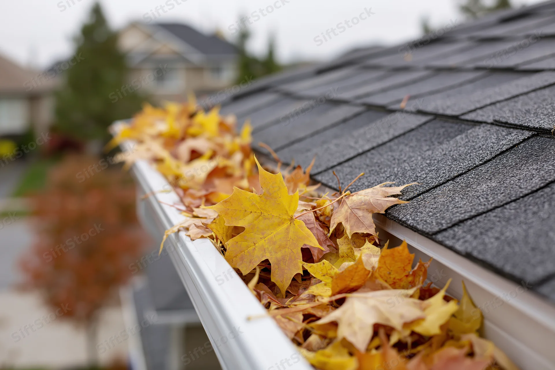 Autumn leaves clogged in white gutter on dark shingled roof of suburban house