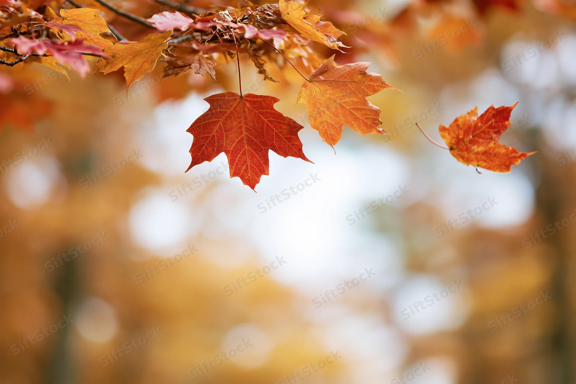 Red and orange maple leaves hanging on branches with blurred autumn background