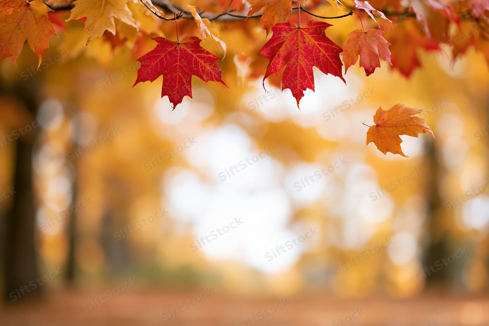 Red and orange maple leaves hanging from branches in an autumn forest with blurred golden background and copyspace below