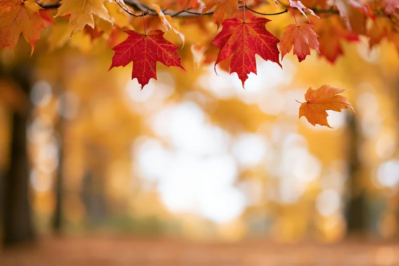 Red and orange maple leaves hanging on branches in upper part