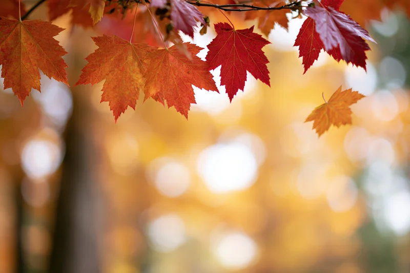 Red and orange maple leaves hanging on branches in a forest with blurred golden background