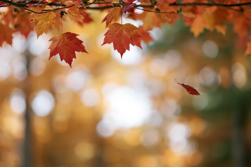 Red and orange maple leaves hanging on branches with one falling against a blurred autumn forest background