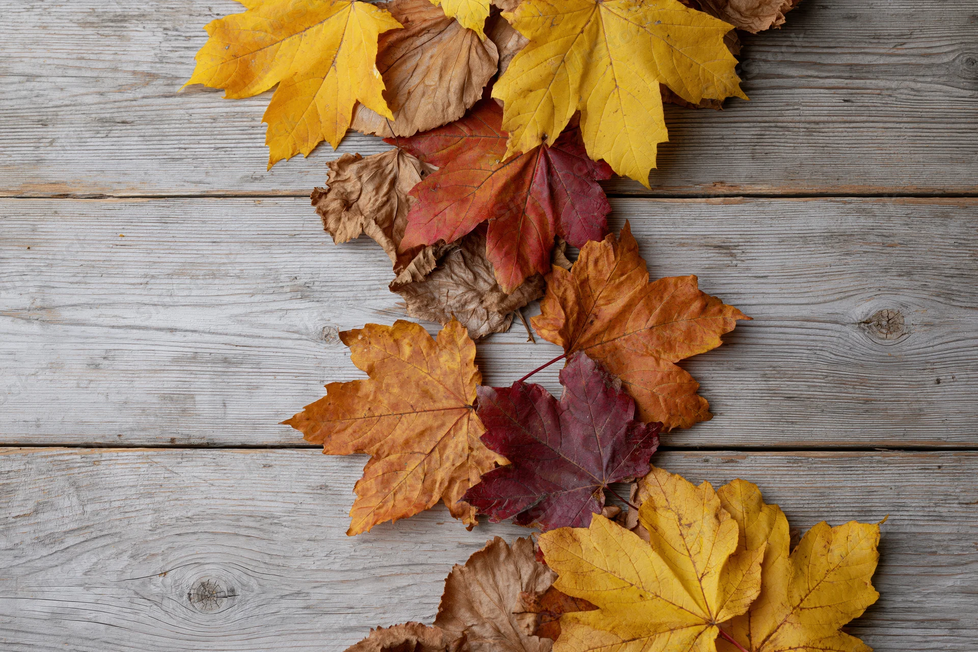 Scattered autumn maple leaves arranged along the right edge of a weathered wooden surface