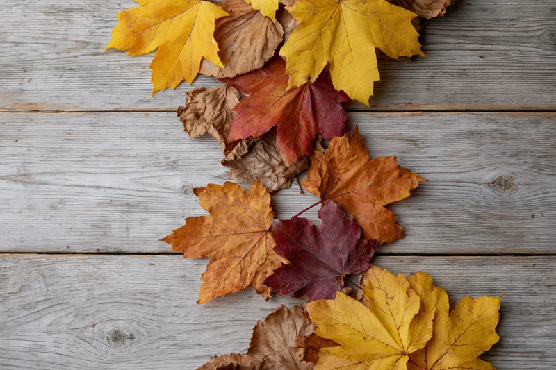 Scattered autumn maple leaves arranged along the right edge of a weathered wooden surface