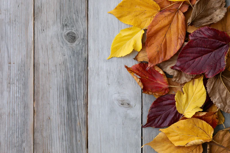 Scattered autumn leaves arranged along the right edge of a weathered wooden deck