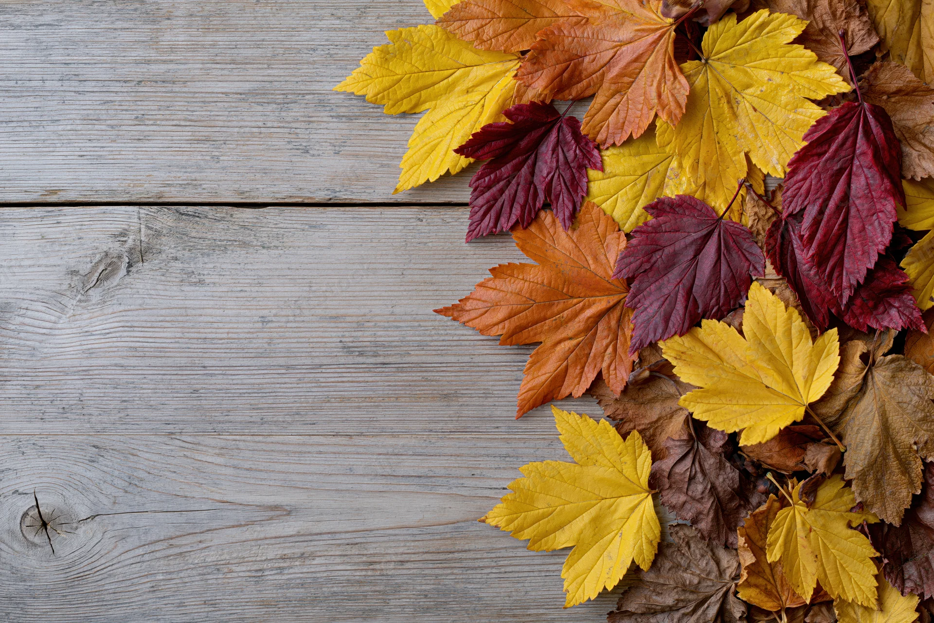 Autumn leaves arranged along the right edge of a weathered wooden surface