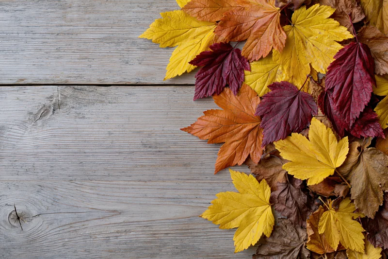 Autumn leaves arranged along the right edge of a weathered wooden surface