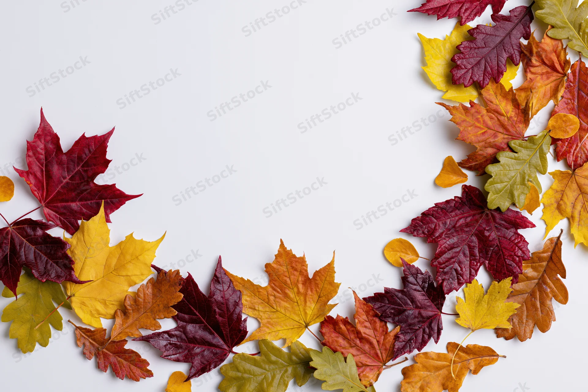 Scattered autumn maple and oak leaves arranged in a curved border on white background
