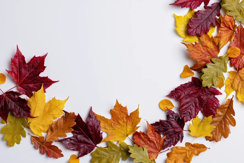 Scattered autumn maple and oak leaves arranged in a curved border on white background