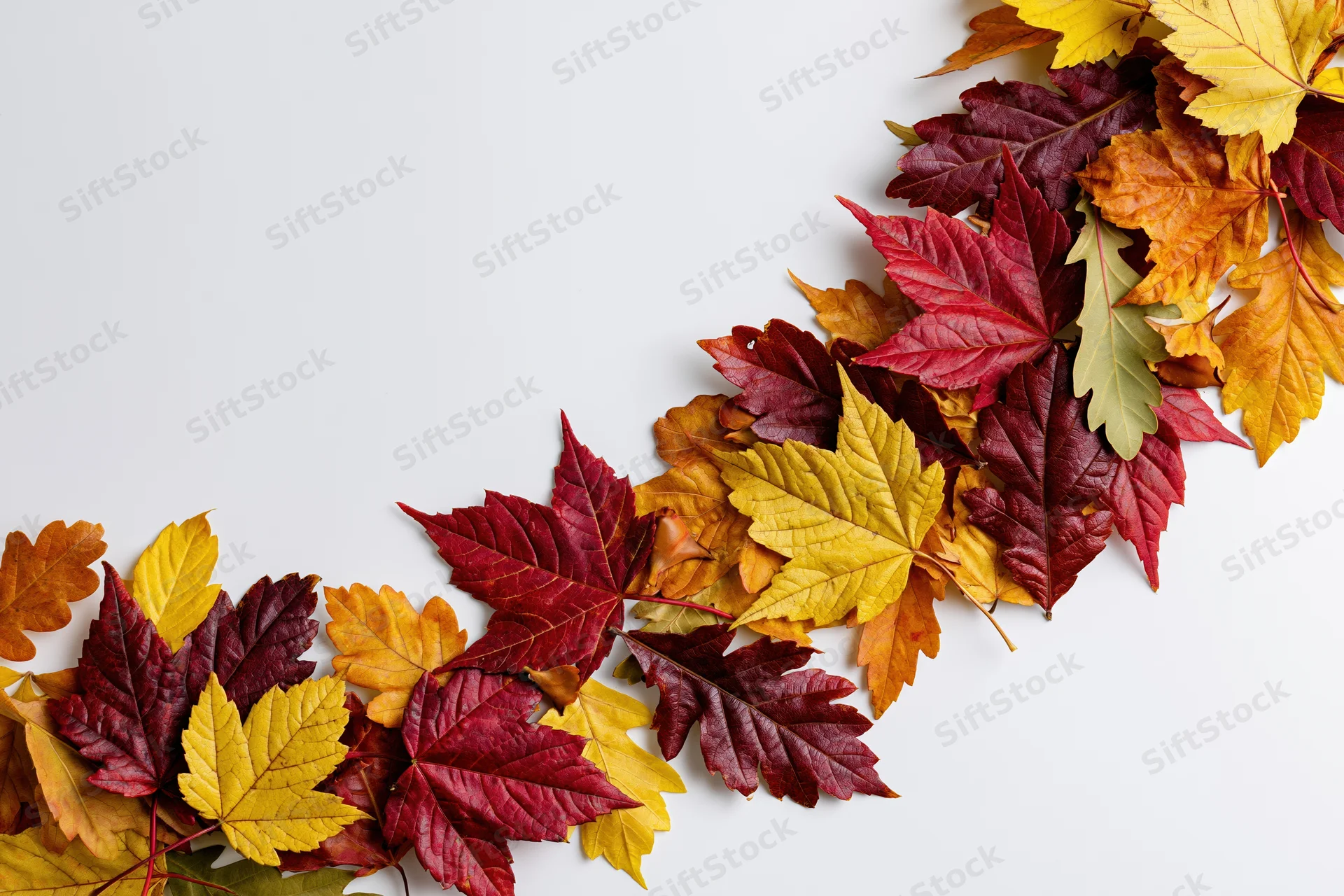Scattered autumn maple leaves arranged in a sweeping curved border on white background