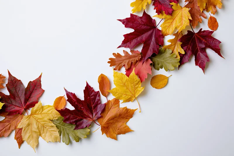 Scattered autumn maple and oak leaves arranged in a sweeping curved border on white background