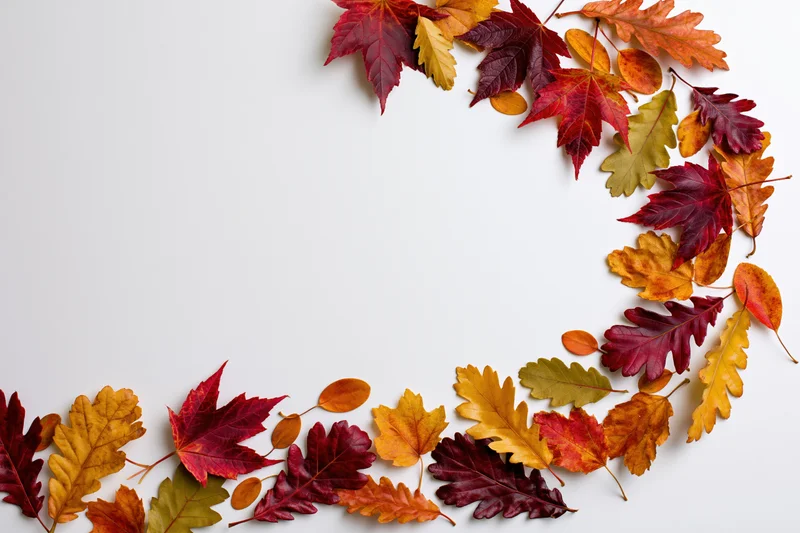 Scattered autumn leaves arranged in a curved border on white background