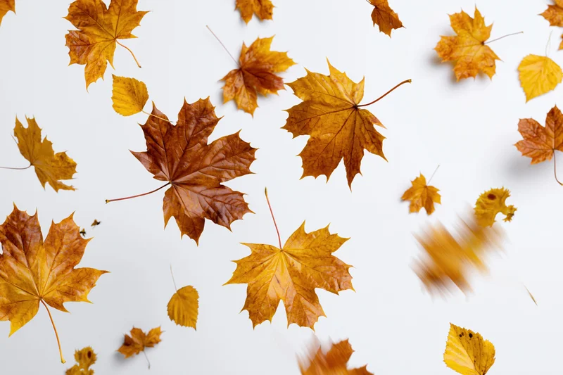 Maple leaves falling midair against a pure white studio background