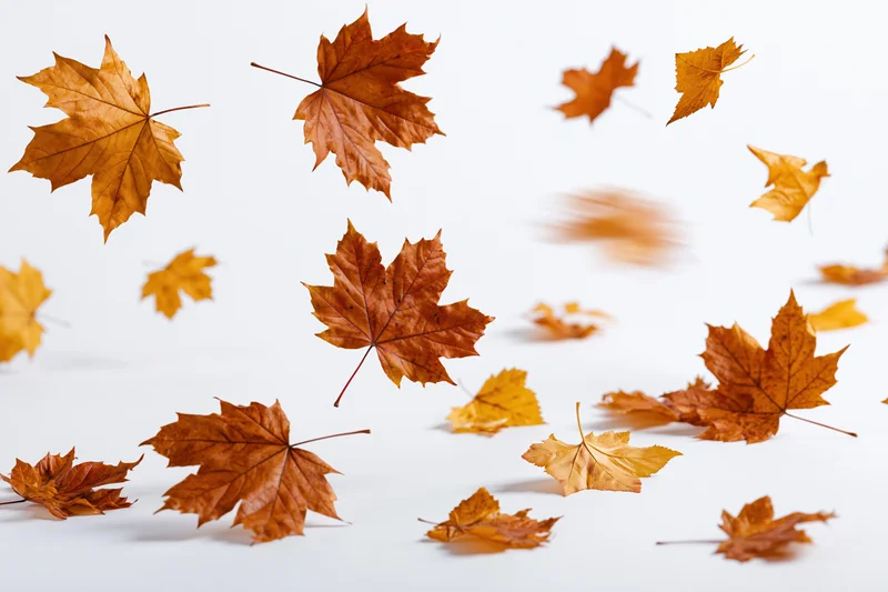Maple leaves falling midair scattered across white studio background