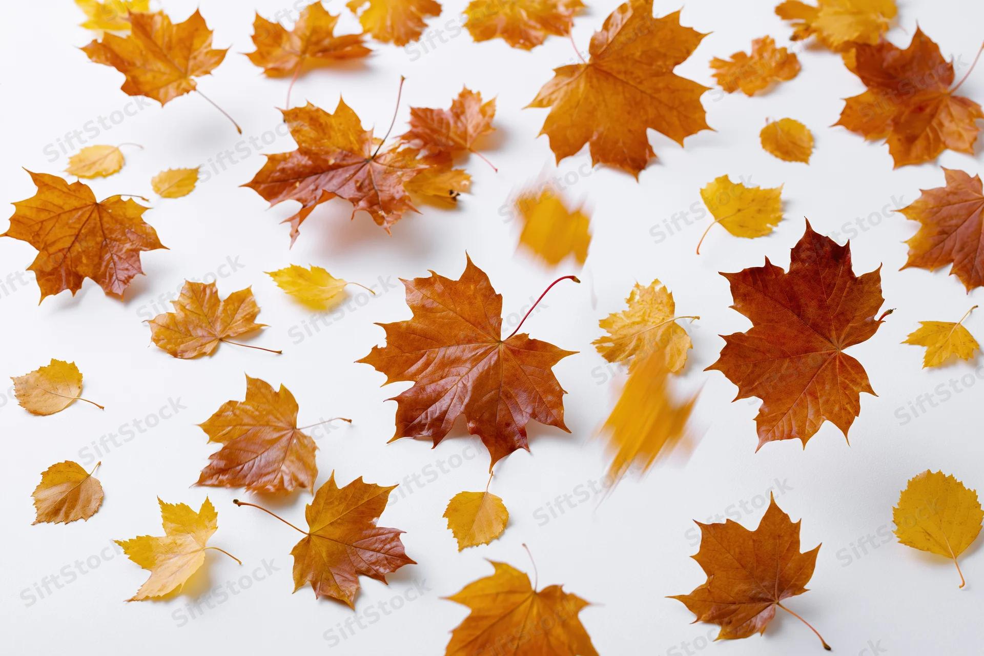 Scattered maple leaves mid-fall against a pure white studio background