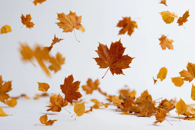Autumn maple leaves falling and scattered on a white studio surface