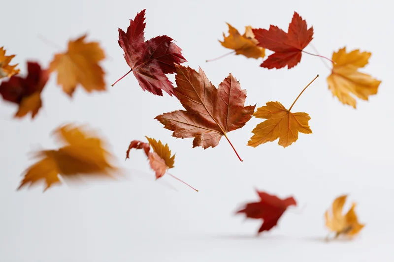 Scattered maple leaves falling midair against a white background with copyspace