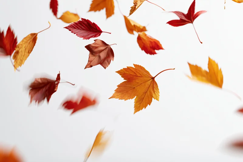 Scattered autumn maple leaves falling midair against a white background