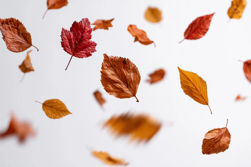 Scattered autumn leaves falling midair against a white background