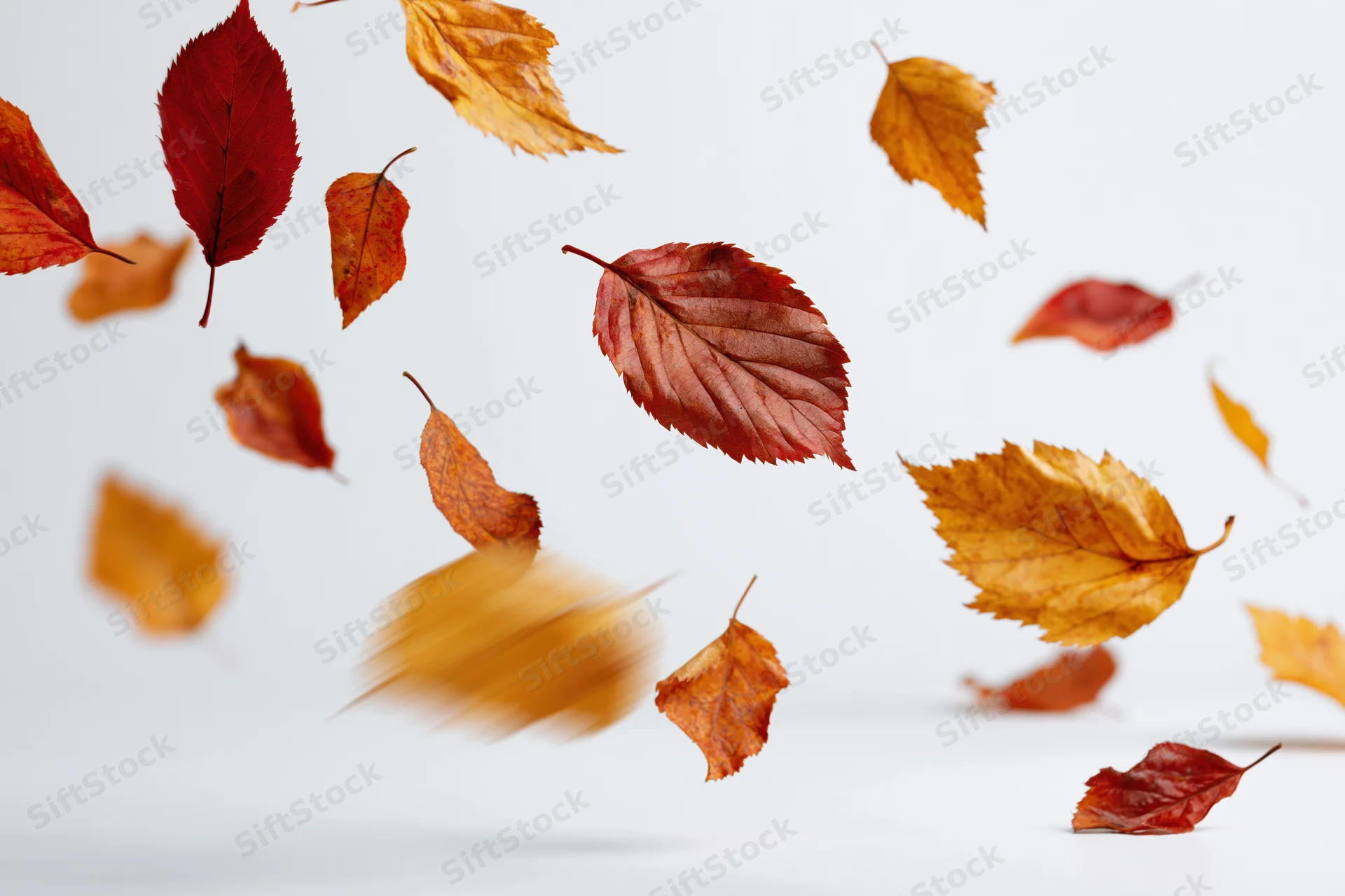 Scattered autumn leaves falling midair against a white background