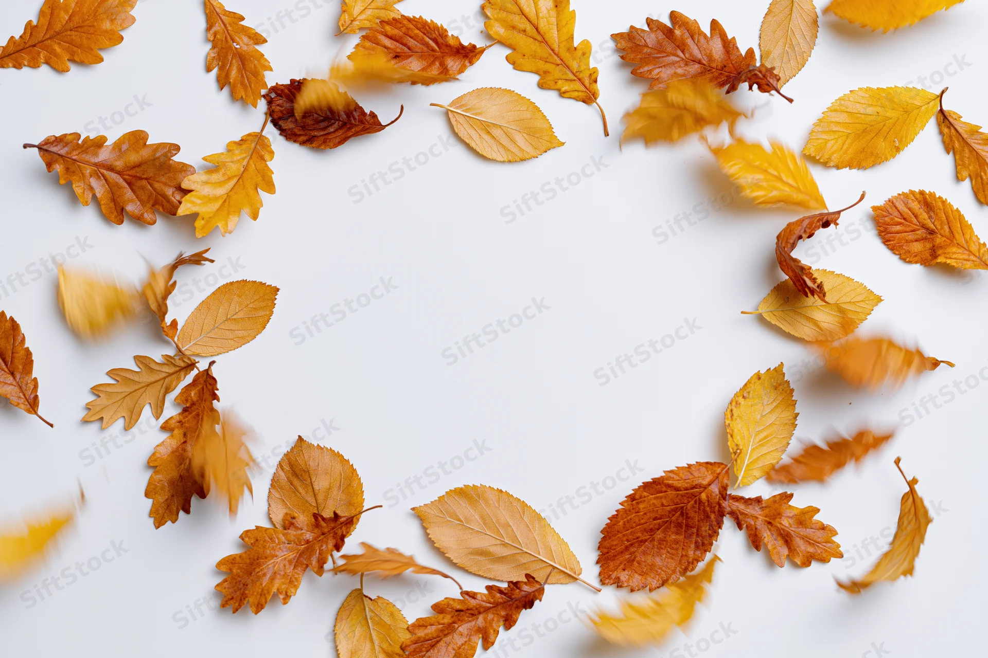Scattered autumn leaves mid-fall arranged in a circular frame on white background with copyspace