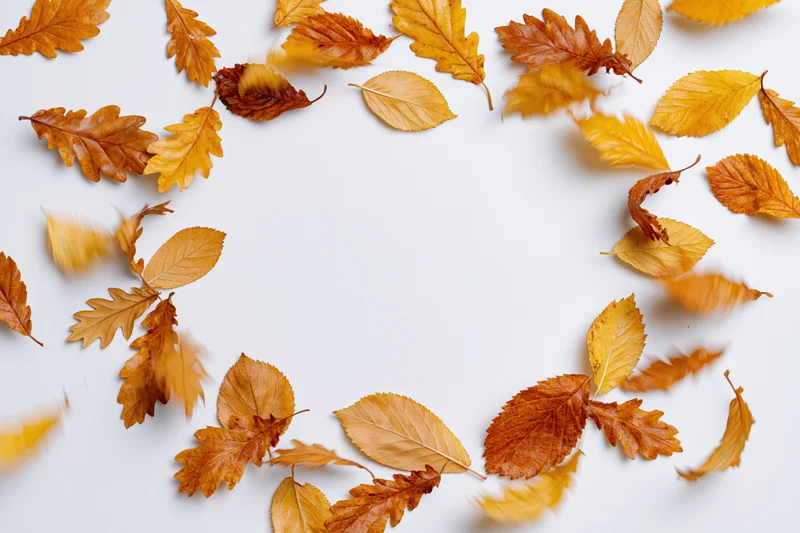 Scattered autumn leaves mid-fall arranged in a circular frame on white background with copyspace
