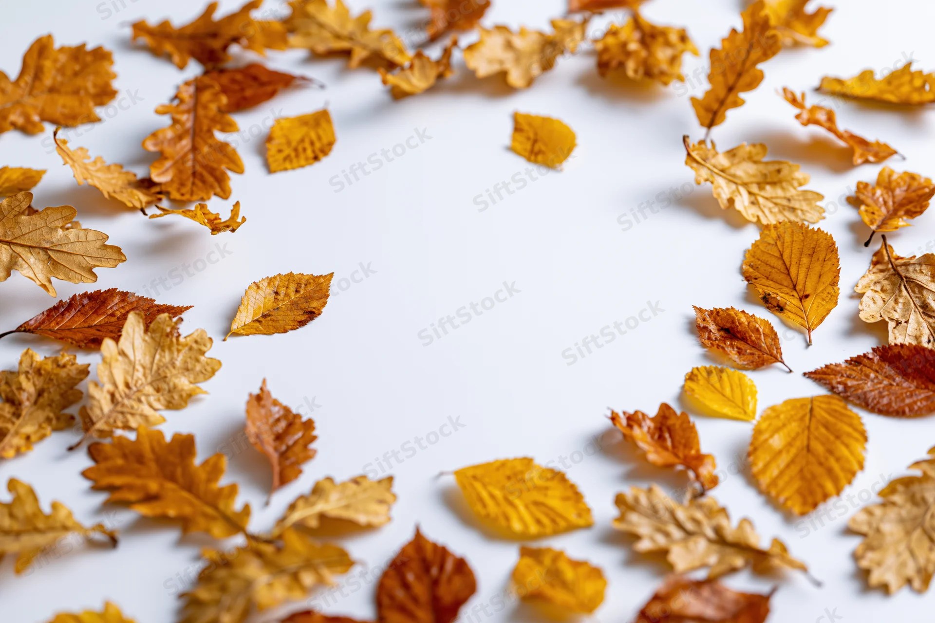 Scattered autumn leaves of various shapes arranged in a circular frame on white background with copyspace in center