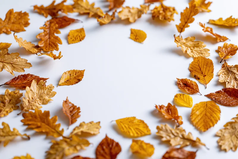 Scattered autumn leaves of various shapes arranged in a circular frame on white background with copyspace in center