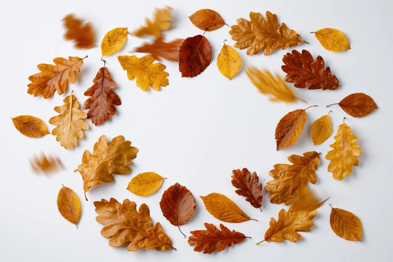 Scattered autumn oak leaves mid-fall arranged in a circular pattern on white background with copyspace