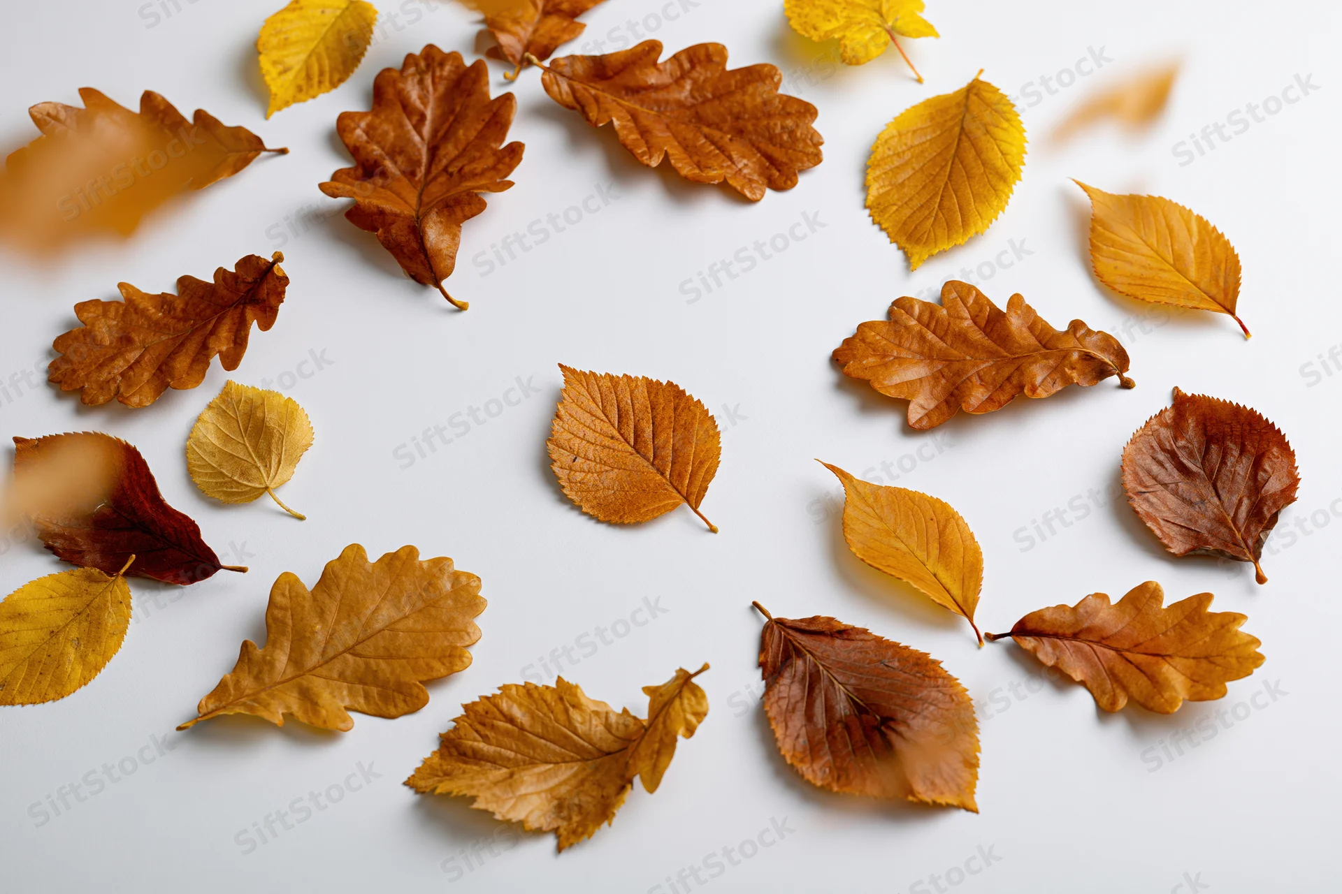 Scattered autumn leaves mid-fall arranged on white background with copyspace