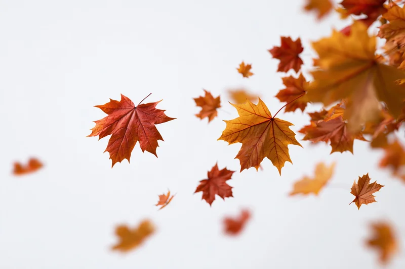 Maple leaves falling and floating mid-air against a white sky background
