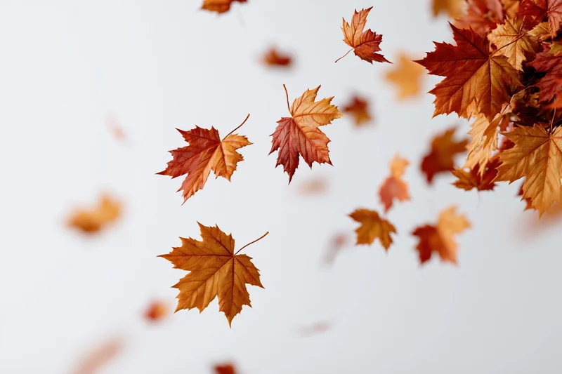 Maple leaves falling and floating mid-air against a white background with copyspace