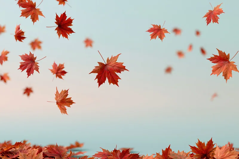 Maple leaves falling and floating against a soft sky with a pile on the ground below