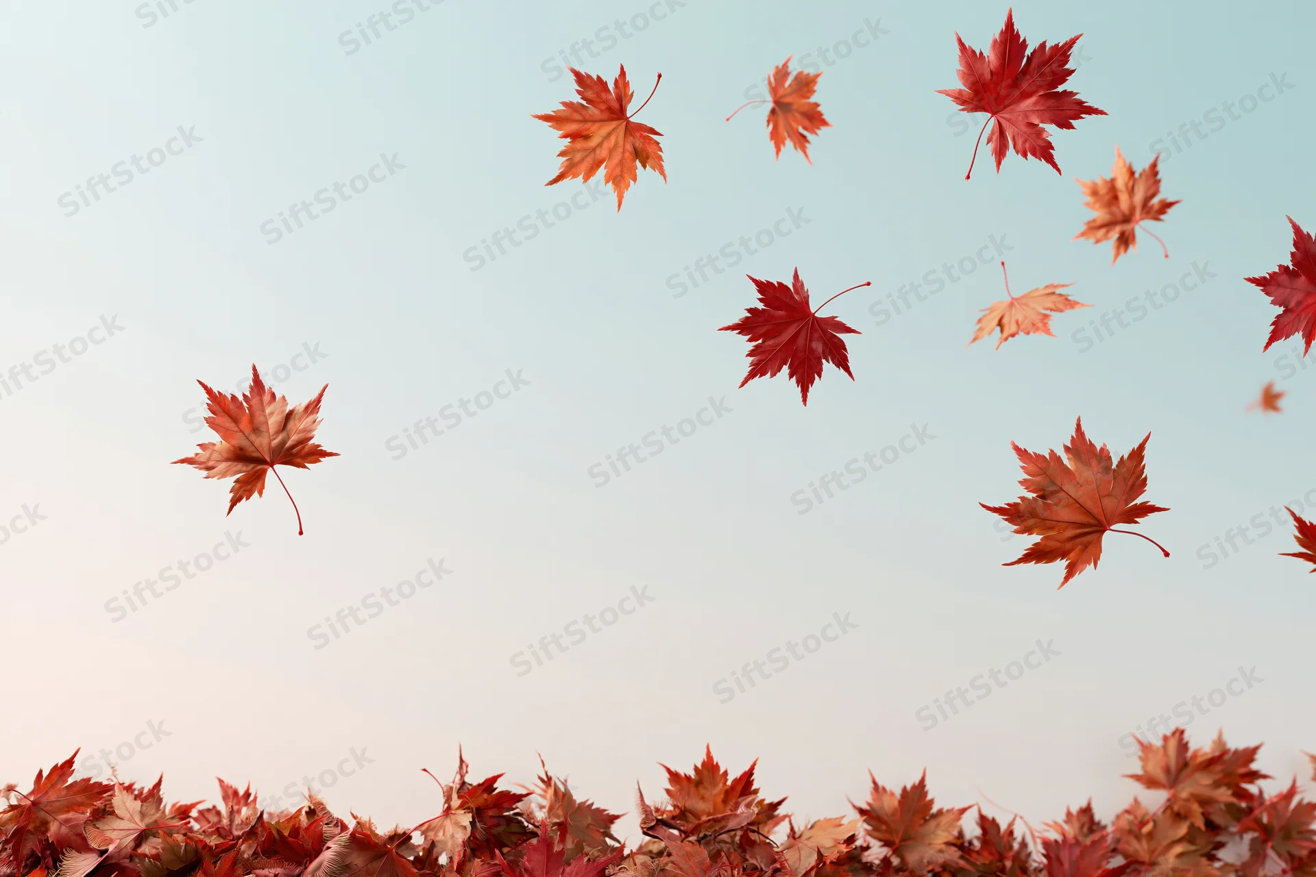 Maple leaves falling and floating against a light blue sky with a pile of leaves at the bottom