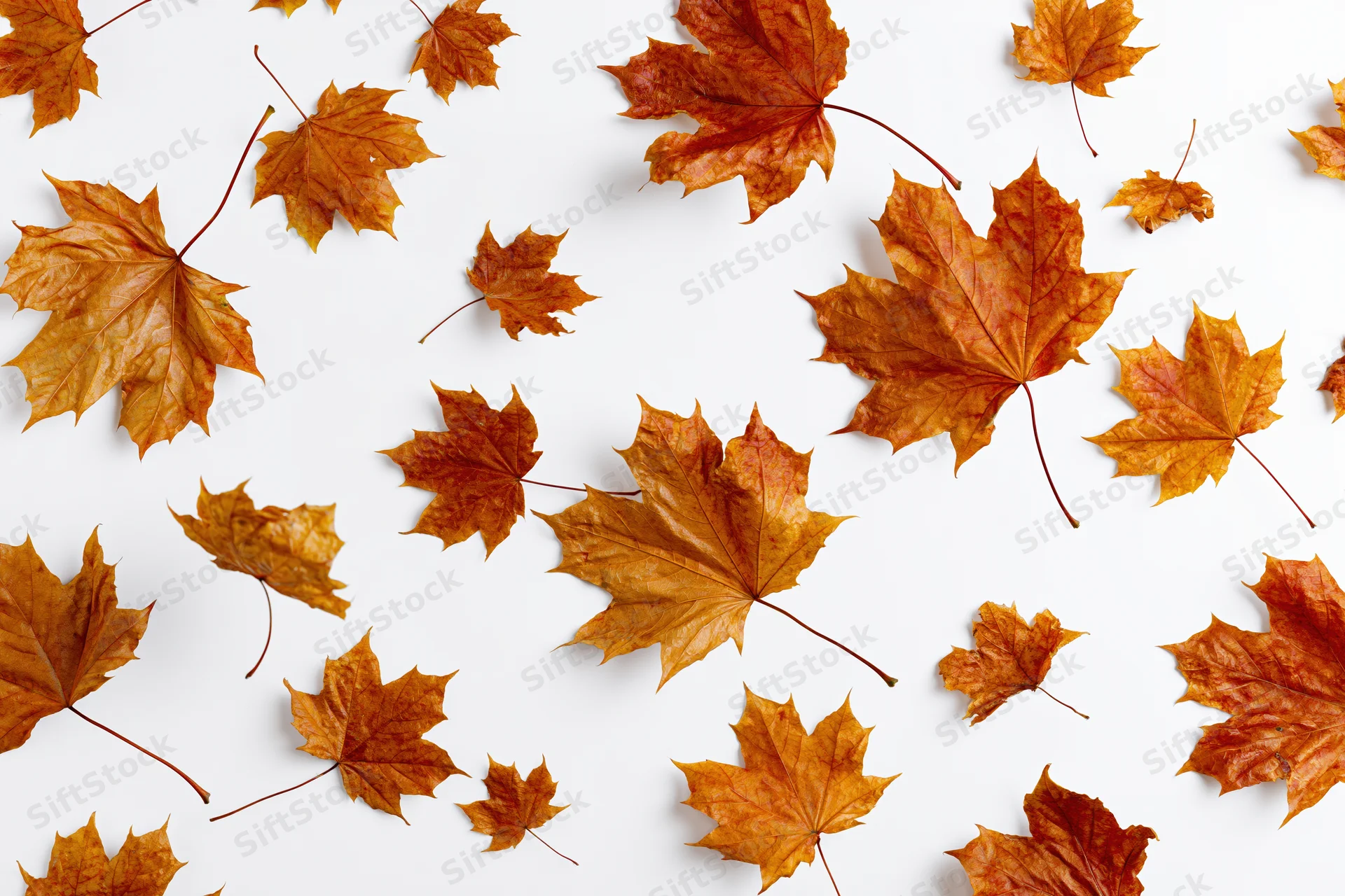 Scattered autumn maple leaves in various sizes floating and arranged on a white background with copyspace