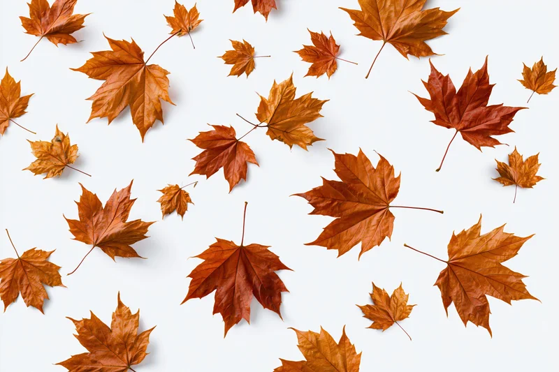Scattered autumn maple leaves floating on white background