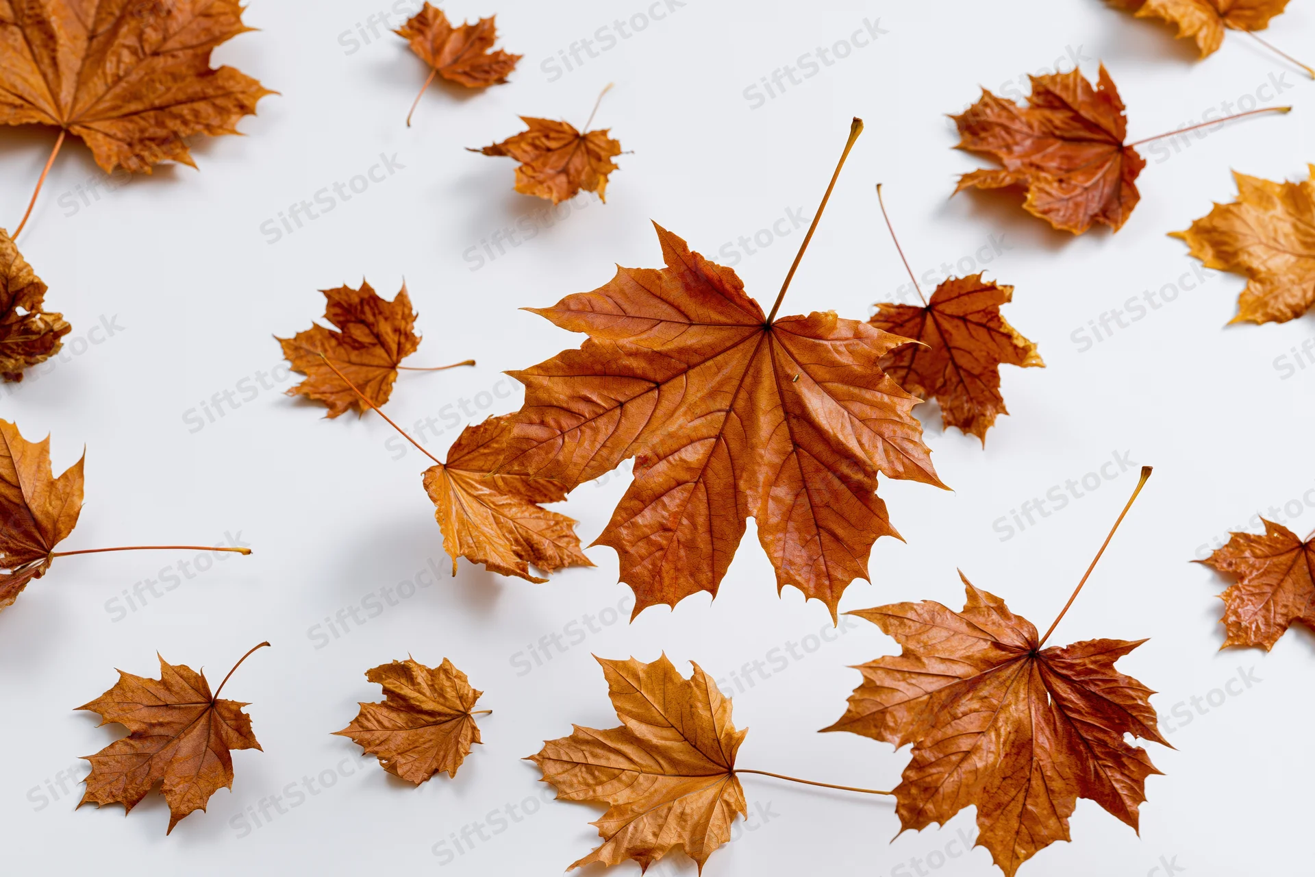 Scattered autumn maple leaves in various sizes arranged on a white surface