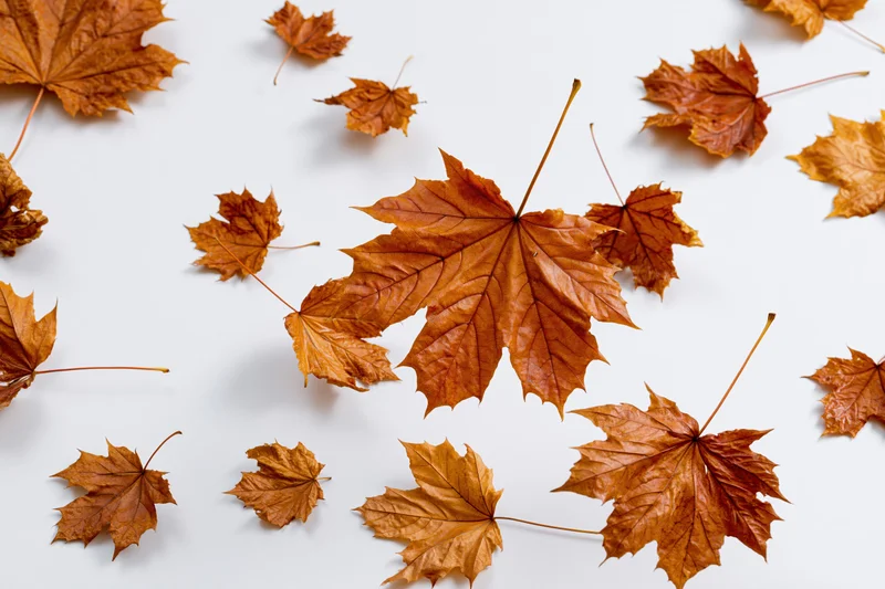 Scattered autumn maple leaves in various sizes arranged on a white surface