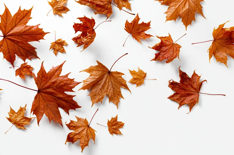 Scattered maple leaves in various sizes floating and falling