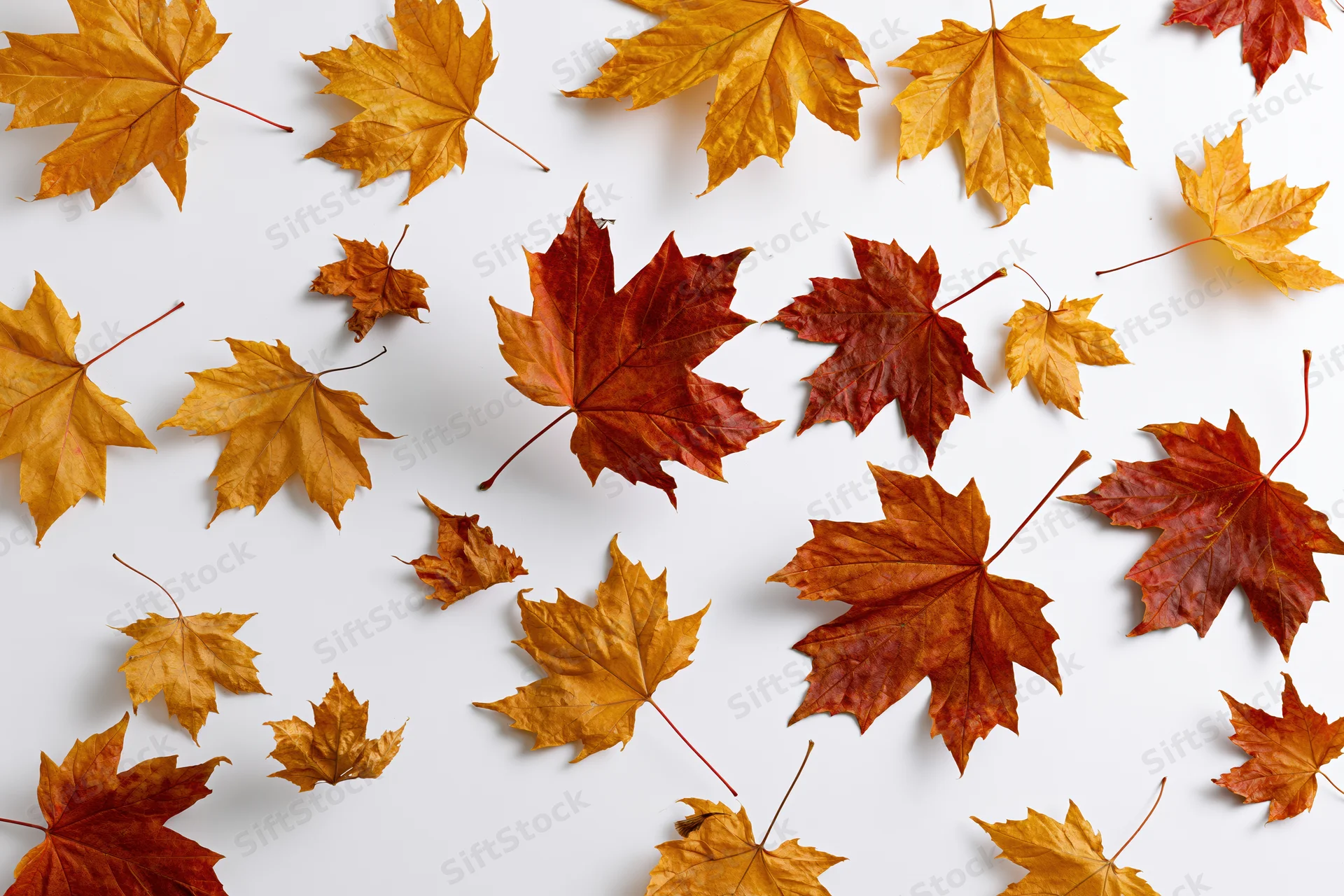 Scattered maple leaves in autumn colors arranged flat on white background