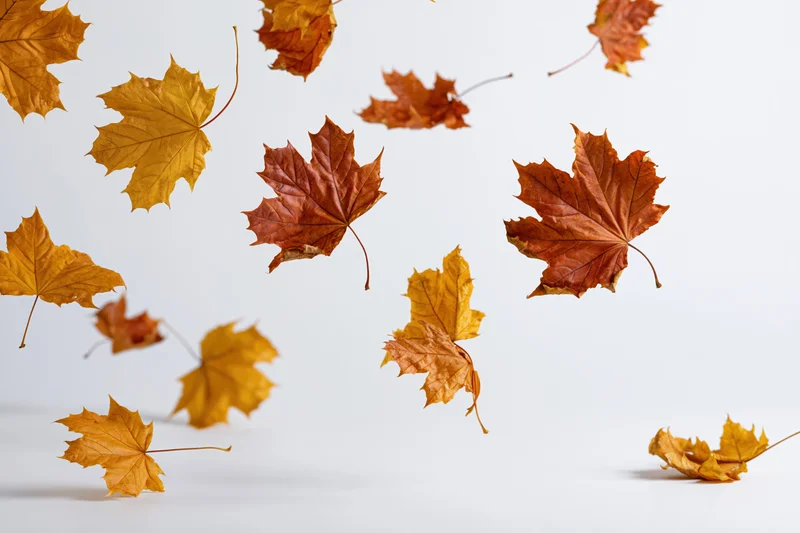 Maple leaves falling midair against a clean white background with copyspace