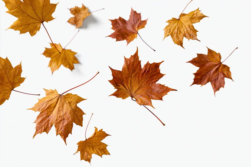 Scattered maple leaves falling against a white background