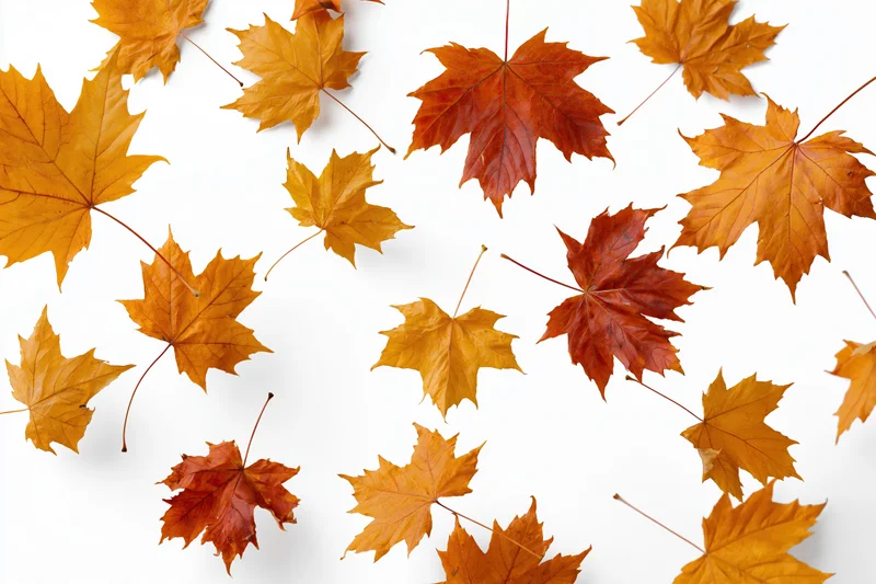 Scattered maple leaves mid-fall against a clean white background