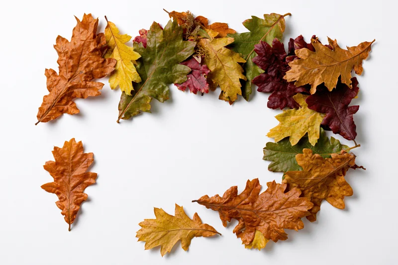 Scattered autumn oak leaves arranged along the top and right edge on white background with copyspace