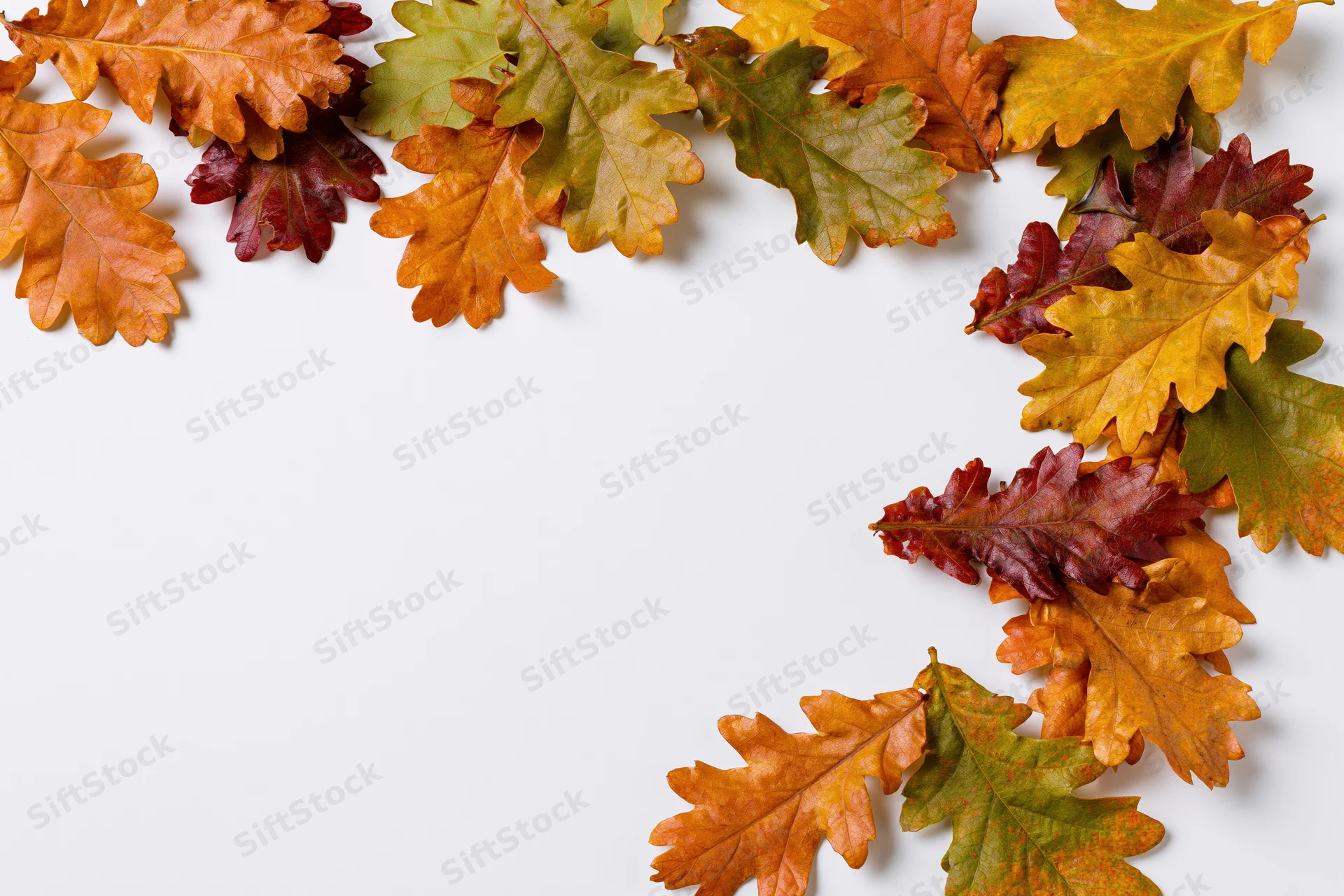 Scattered autumn oak leaves arranged along the top and right edge on white background with copyspace
