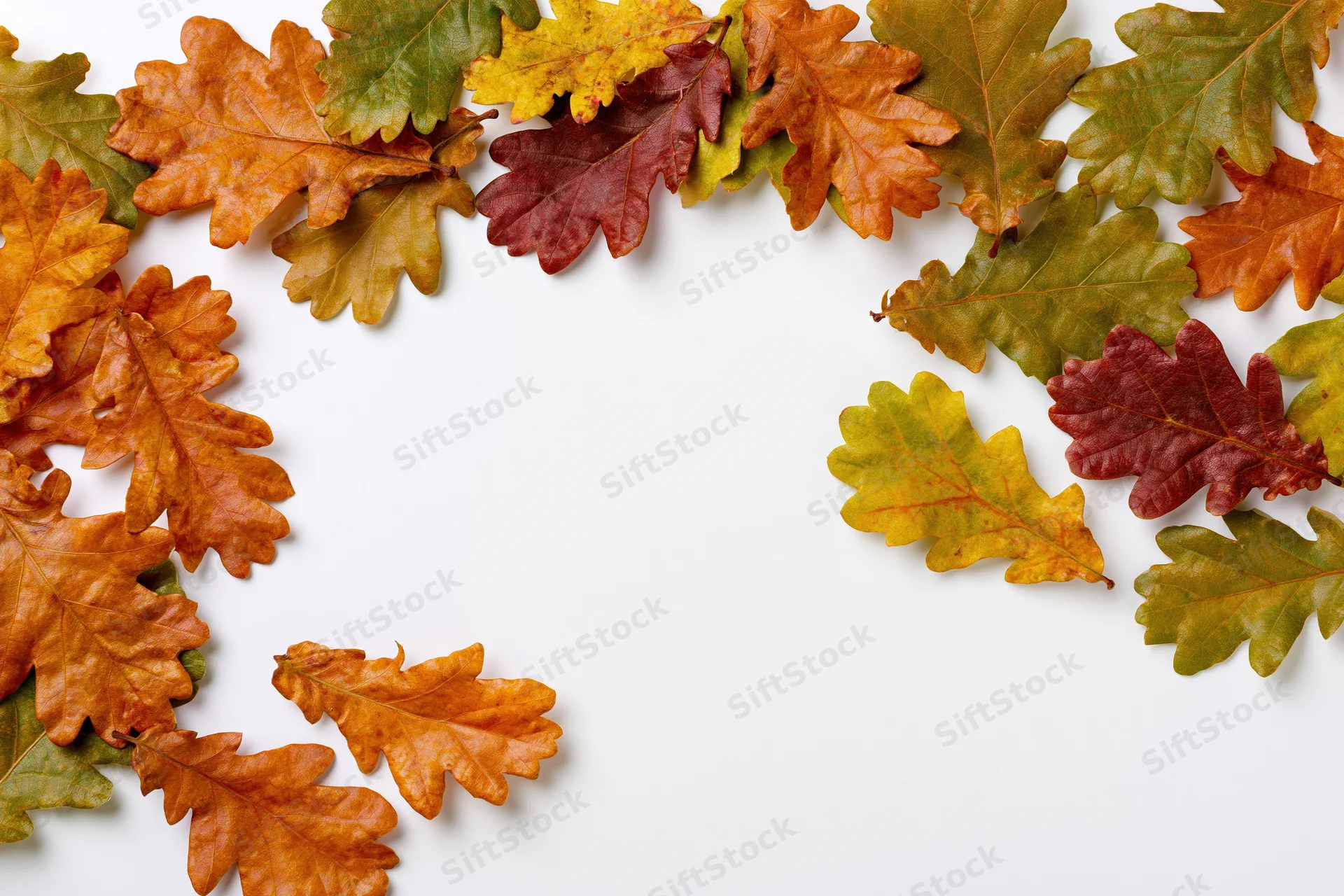 Scattered autumn oak leaves arranged along the top and right edges on a white background with copyspace