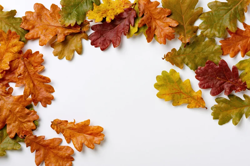 Scattered autumn oak leaves arranged along the top and right edges on a white background with copyspace